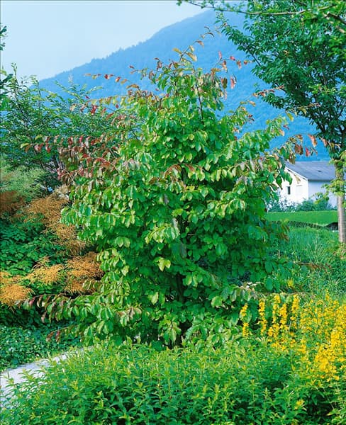 Parrotia persica