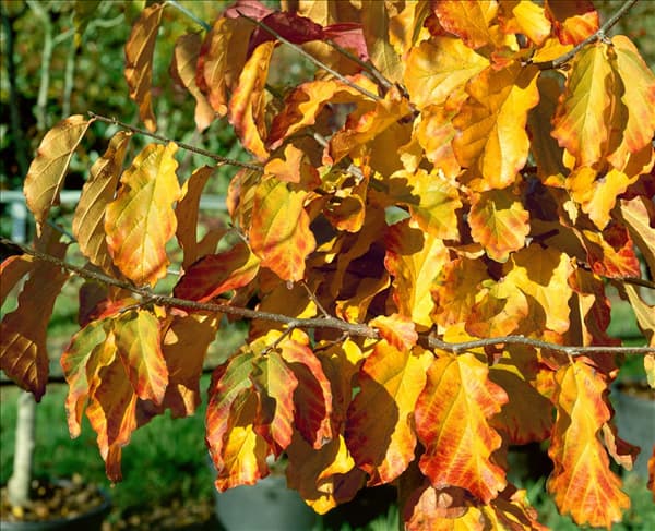 Parrotia persica