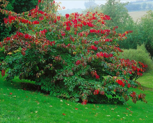 PARROTIA PERSICA