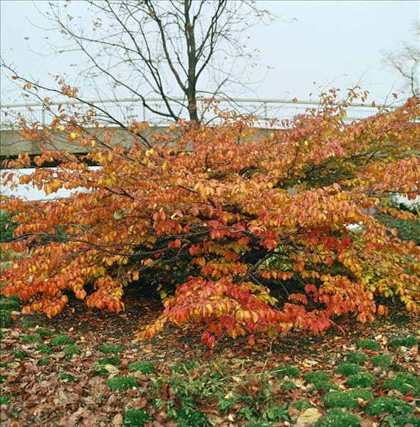 PARROTIA PERSICA