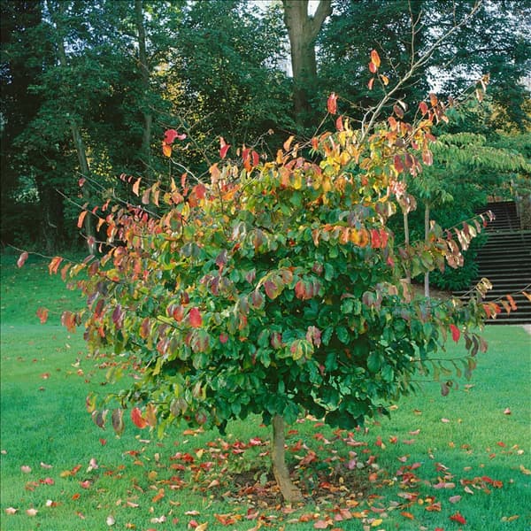 PARROTIA PERSICA