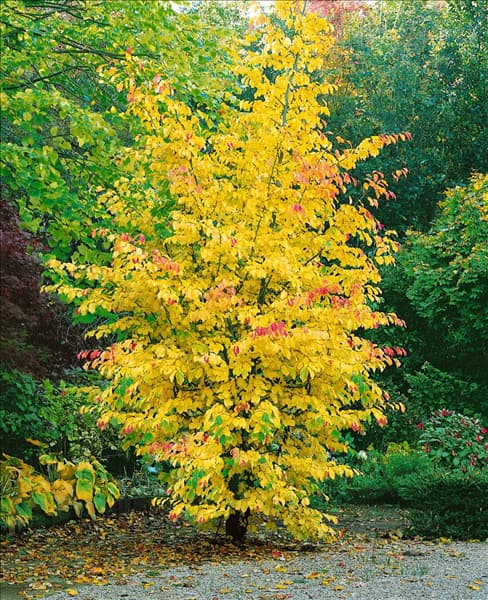 Parrotia persica