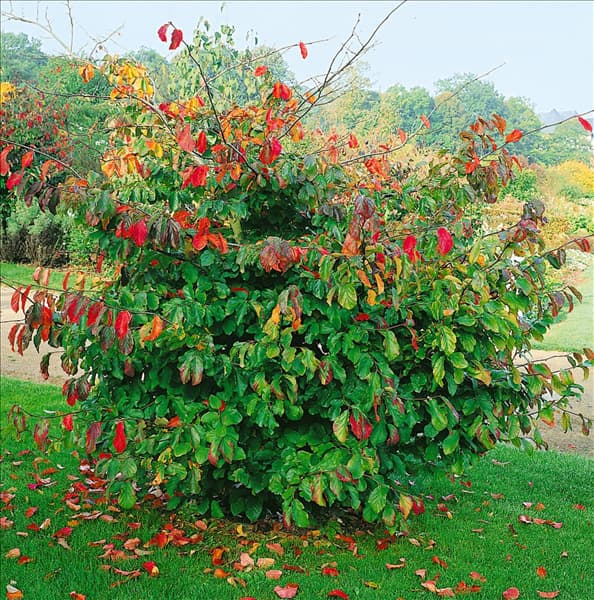 Parrotia persica