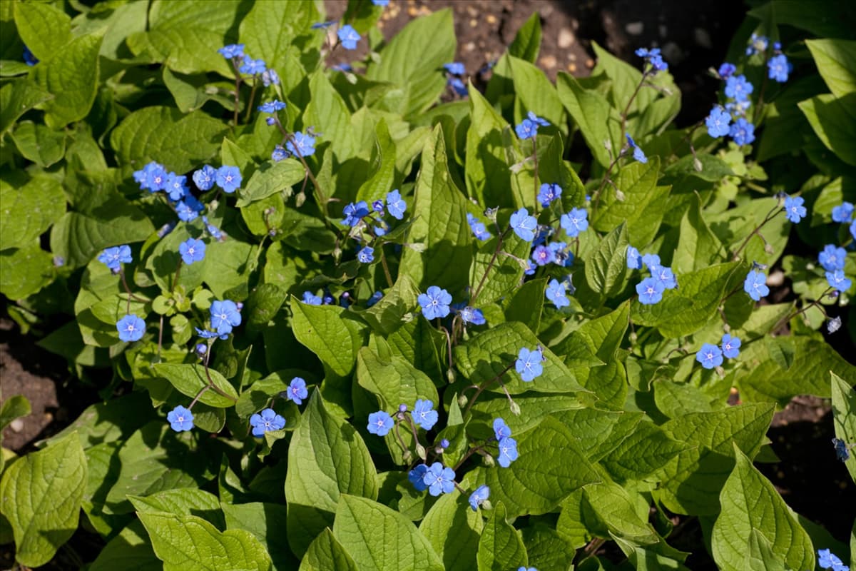 Omphalodes verna