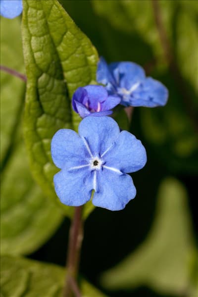 Omphalodes verna