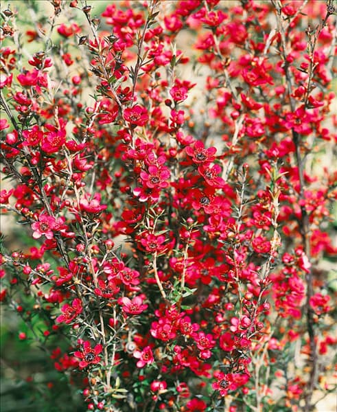 Leptospermum scoparium Red Ensign