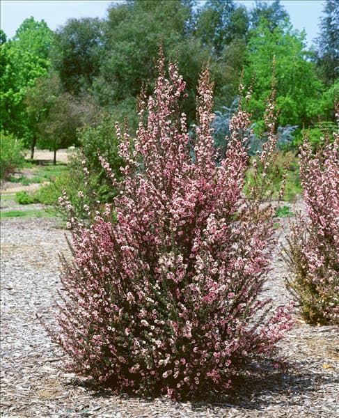 Leptospermum scoparium