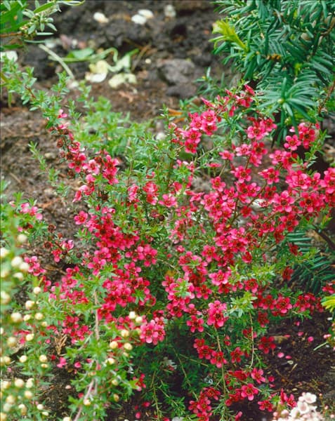 Leptospermum scoparium
