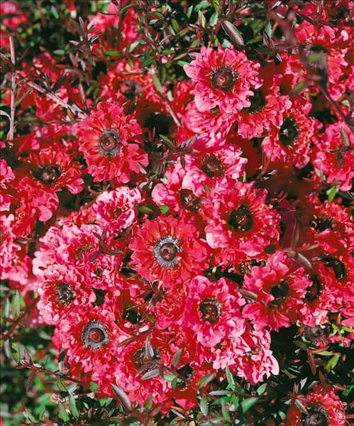 Leptospermum scoparium Wiri Kerry