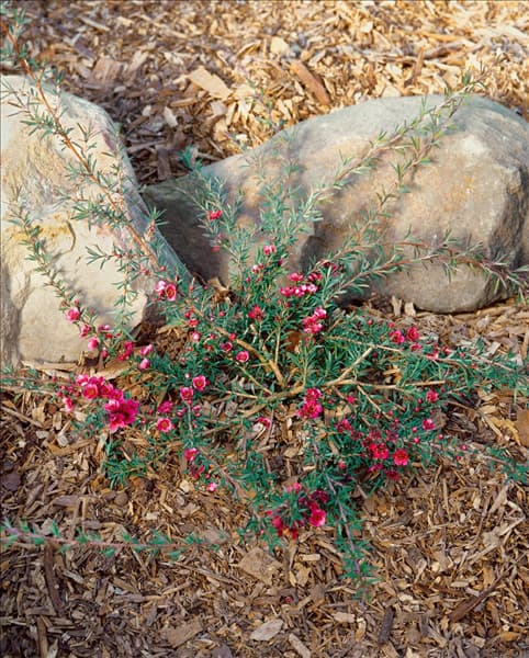 Leptospermum scoparium Pink Cascade