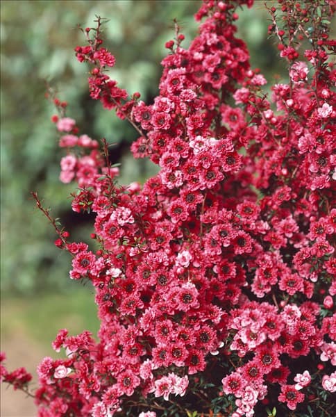 Leptospermum scoparium Wiri Kerry