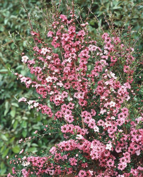 Leptospermum scoparium Coral Candy