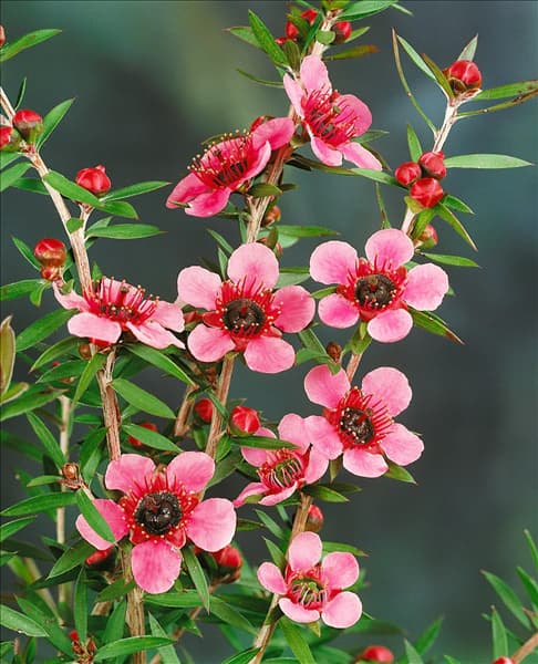 Leptospermum scoparium Helene Strybing