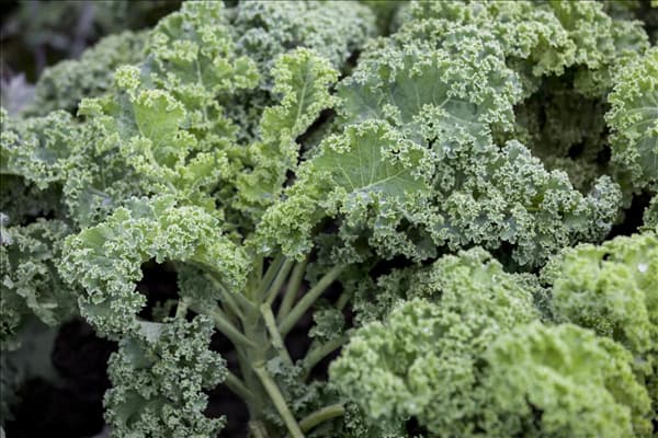Brassica oleracea var. sabellica 'Halbhoher Grüner Krauser'