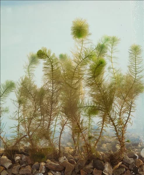 Myriophyllum verticillatum