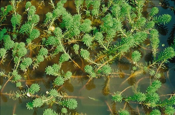 Myriophyllum verticillatum