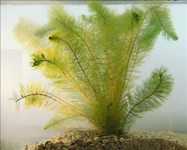 MYRIOPHYLLUM VERTICILLATUM