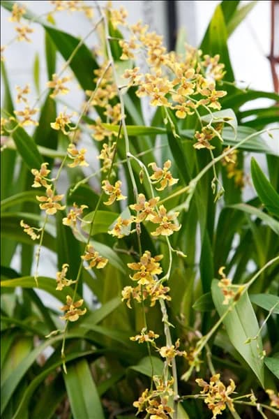 Oncidium, gelb