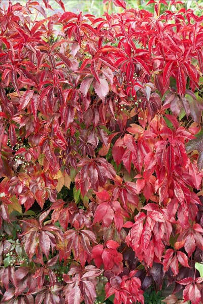 Parthenocissus quinquefolia var. engelmannii