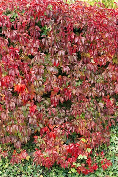 Parthenocissus quinquefolia var. engelmannii