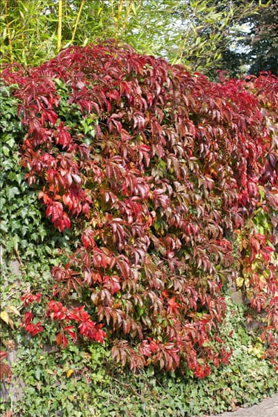 Parthenocissus quinquefolia var. engelmannii