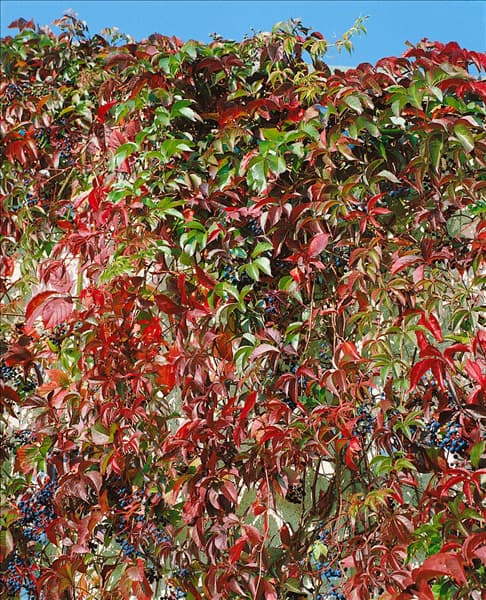 Parthenocissus quinquefolia var. engelmannii