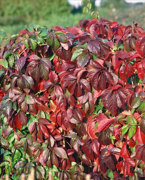 Parthenocissus quinquefolia var. engelmannii