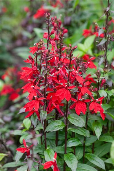 Lobelia x speciosa Starship Scarlet