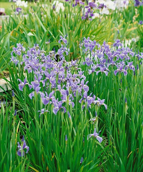 IRIS SIBIRICA