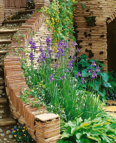 Iris sibirica