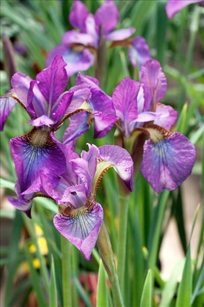 Iris sibirica Chilled Wine