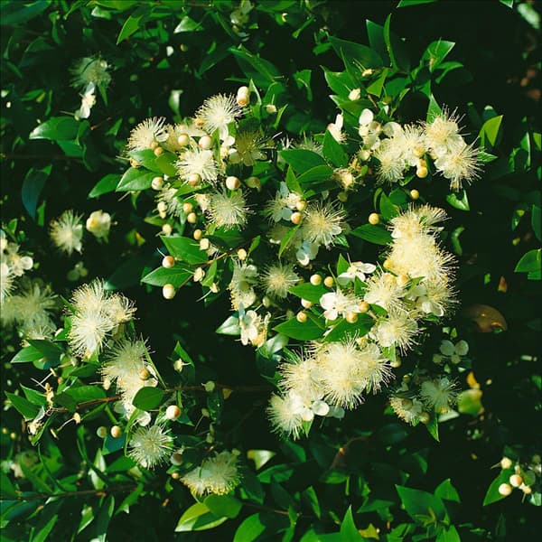 MYRTUS COMMUNIS / DETAIL
