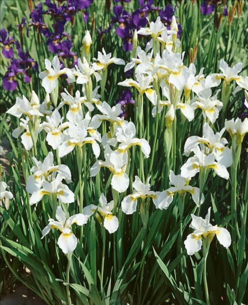 IRIS SIBIRICA