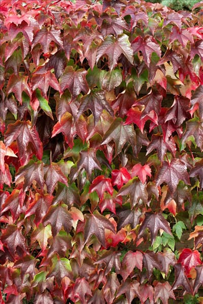 Parthenocissus tricuspidata Veitchii