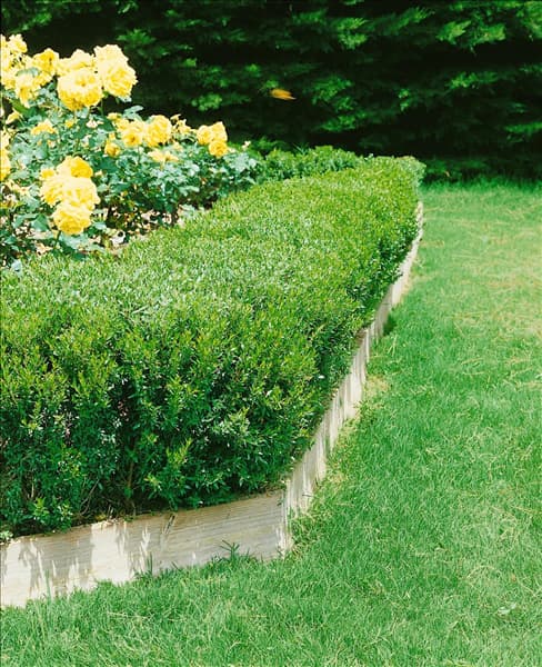Myrtus communis Compacta