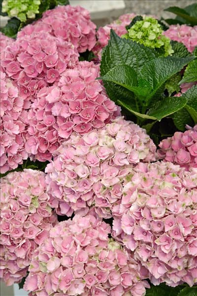 Hydrangea macrophylla Xian ® Magical Opal