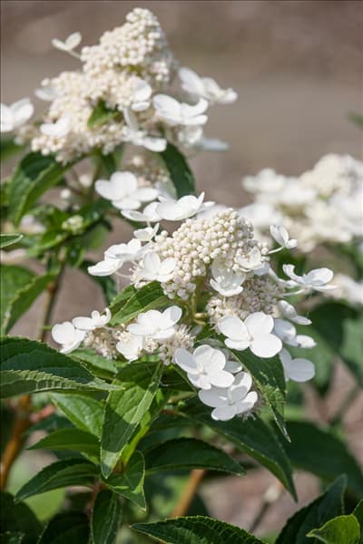 Hydrangea paniculata Prim White ®