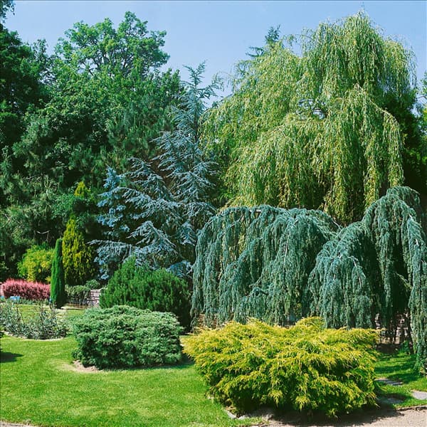 Koniferen CEDRUS / JUNIPERUS
