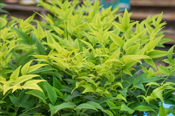 Nandina Lemon Lime
