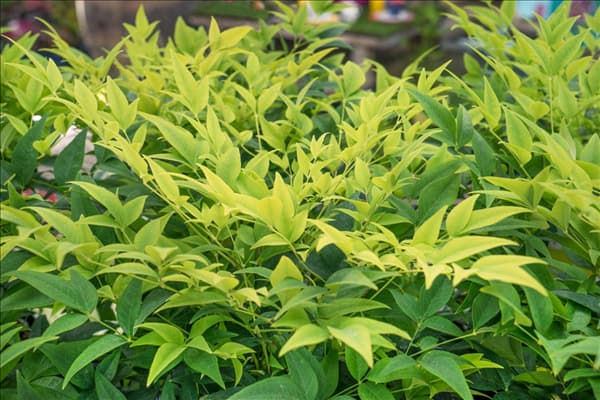 Nandina Lemon Lime