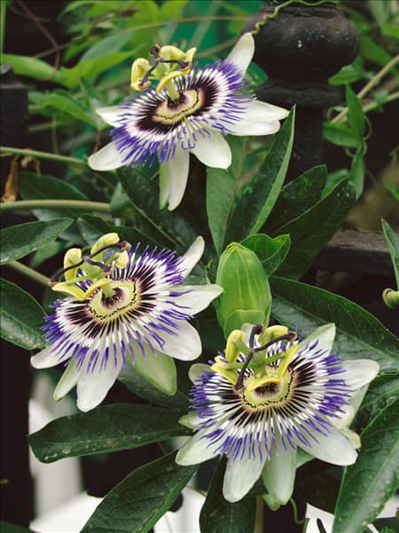 Passiflora caerulea