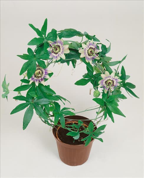 Passiflora caerulea