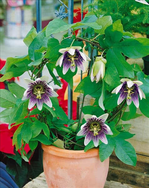 Passiflora caerulea