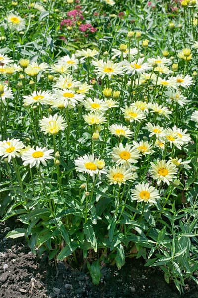 Leucanthemum Leumayel BROADWAY LIGHTS