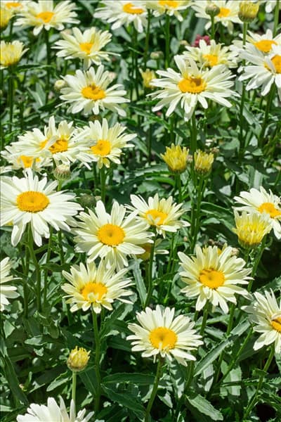 Leucanthemum Leumayel BROADWAY LIGHTS
