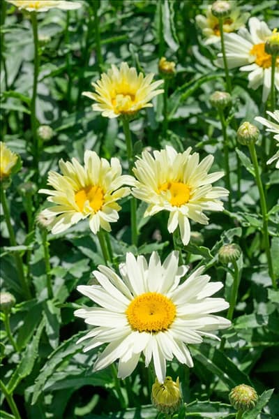 Leucanthemum Leumayel BROADWAY LIGHTS