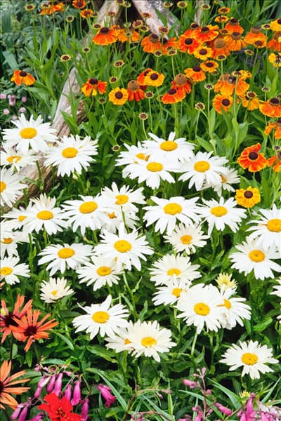 Leucanthemum x superbum Broadway Lights
