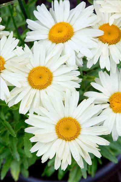 Leucanthemum x superbum Broadway Lights