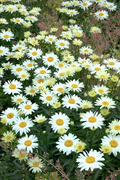 Leucanthemum x superbum Broadway Lights