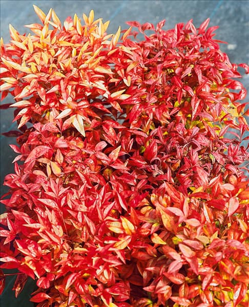 Nandina domestica Nana Purpurea